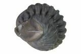 Wide Enrolled Flexicalymene Trilobite - Mt Orab, Ohio #144543-1